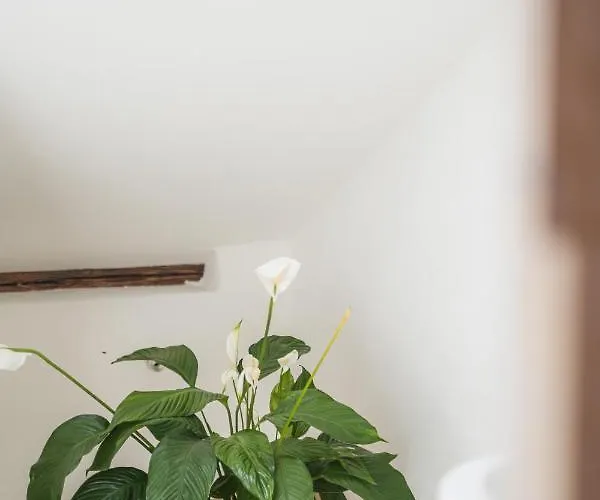 Appartement Ambiente & Comfort Im Historischen Anwesen